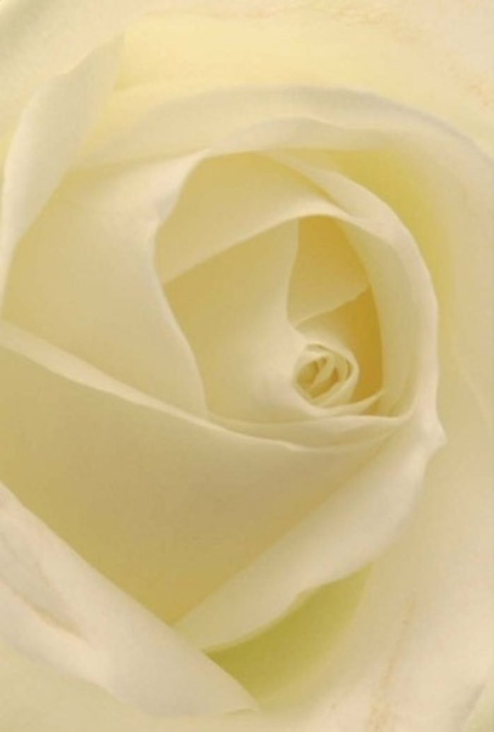Seen up close, this classic white rose is an ode to Wennington's understated charm. Layered petals, each a study in softness, gather and curl inward with a deliberate, patient rhythm. The smooth gradient from rich cream at the core to translucent white at the tips captures the way sunlight filters through the hedgerows along Ferry Lane in the early hours. The quiet sophistication in this bloom speaks to both its purity and its resilience-a silent language often understood by those seeking to convey affection, express apologies, or present a striking wedding centrepiece. Its form and shadows blend seamlessly, suggesting a bouquet arranged by those who genuinely know Wennington-both its gentle landscapes and its thoughtful community traditions. From the faint sheen of dew on its surface to the almost imperceptible, clean scent that hangs in the air, the rose's presence is both soothing and uplifting. It is crafted for important moments: a tribute to a milestone, a gentle comfort in difficult times, or a polished table display for a family gathering on nearby Wennington Road. This arrangement, a blend of nature's wisdom and expert floristry, resonates with anyone who values both artistry and meaning in every floral gesture.