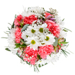 Evoking the freshness of a spring morning near Wennington Village Green, this stunning bouquet brings together crisp white daisies and vibrant coral-pink carnations, arranged in a delightfully balanced, round composition. Each daisy shines with a bright lime-green center, while the carnations offer plush, ruffled layers that softly mirror the glow of sunrise over local meadows. Sprigs of delicate baby's breath seem to float among the blooms, infusing the piece with lightness like petals carried by a gentle breeze. Subtle alstroemeria buds, dusted with shades of soft purple and rosy pink, peek invitingly from beneath varied greenery. Eucalyptus leaves, in their classic silvery tone, nestle beside deeper green foliage, adding both fragrance and a cool, calming contrast. The arrangement appears radiant against the pure backdrop, highlighting every fresh detail. Crafted by expert hands familiar with Wennington's floral traditions, this bouquet is perfect for celebrations, milestone moments, or simply brightening someone's day. Its joyful design and abundant texture capture the uplifting spirit unique to Wennington, and is available for swift, fresh local delivery.